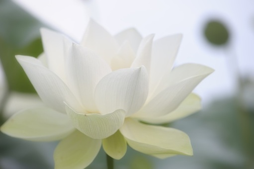 lotus (1) (1)